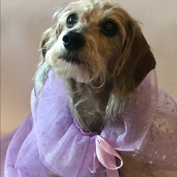 Dog photo - Picture 2 of 13